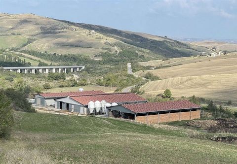 RADICOFANI (SI), Nearby: Farm of about 85 hectares with sheds, composed of: * 65 hectares approx. of hillside arable land suitable for cultivation and including CAP quotas; * approx. 20 hectares of pasture land; * sheds for sheep breeding of 1,290 sq...