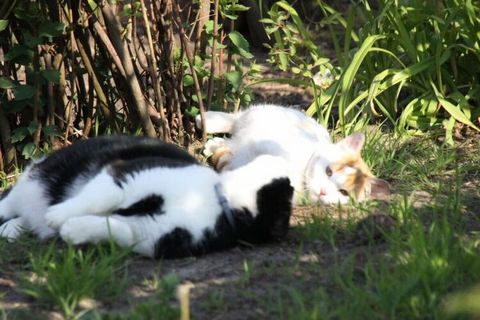 Przeżyj spokój i naturę na Deichhasenhof w przestronnym, ekologicznie zbudowanym apartamencie wakacyjnym z widokiem na rzekę, w środku Nortmoorer Hammrich.