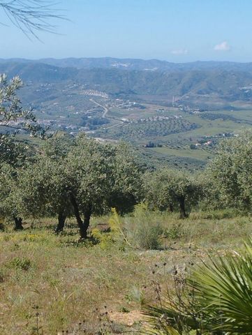 The best views of the entire Axarquía! From this semi-flat plot of 11500 m². The lane is very good and concreted up to the same plot. Its surroundings are a paradise. If this is what you are looking for, do not hesitate to contact me for a visit. Pho...