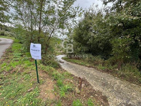 In the municipality of Laureana Cilento, agricultural land is offered for sale. With a surface area of approximately 8000 m2, the land extends in a privileged position, offering direct and convenient access from the main road. The topography of the l...