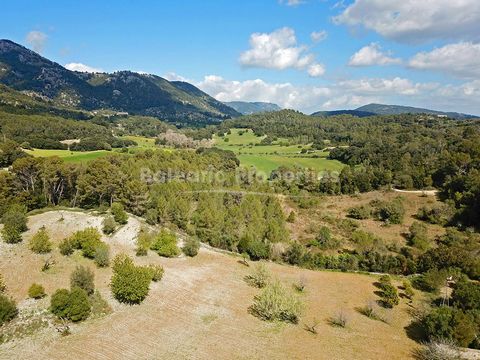 Very private country plot surrounded by nature near the town Campanet This large country plot is for sale in a peaceful location just 5 minutes from the centre of Campanet. Ideal for nature lovers, it lies within an area boasting impressive views of ...
