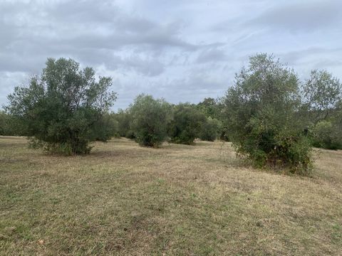 Vetralla, between Cura and Villa San Giovanni in Tuscia, in Via Cesi, we offer the sale of an olive grove of 12,310 square meters, with about 60 plants above, flat and partially fenced land. Location with easy access, great exposure.