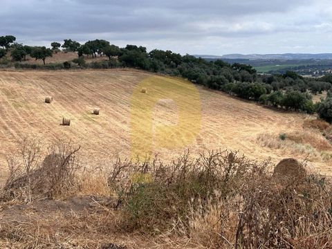 Terrain à bâtir à Vila do Redondo Exceptionnel terrain de 3,2 hectares avec projet approuvé pour construire une villa de 500m², bénéficiant d'un excellent accès et d'une vue imprenable sur Vila do Redondo ! Pourrait éventuellement être utilisé pour l...