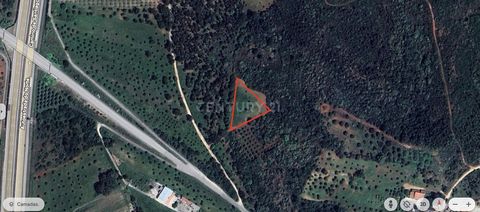 Rustic land with a total area of 19360 m2. Located in the Torres Novas area, more specifically in Charneca, in the União de Freguesias da Brogueira Parceiros de Igreja Alcorochel.