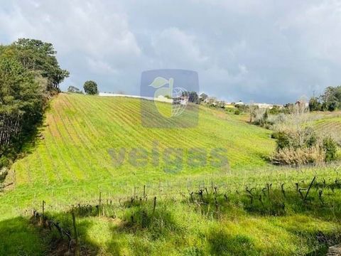 Excelente vinha situada na Ramalhosa com boa exposição solar. Vinha com 28500m2( 2,8ha) na Ramalhosa, constituída por 6500 videiras de Moscatel e 2500 videiras de Fernão Pires. Situada num encosta, com exposição solar a nascente. Tereno bem cuidado. ...