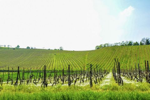 Studio gelegen binnenkant van een boerderij in de Valle Versa, in de provincie Pavia in het zuiden van Lombardije. De boerderij is volledig omringd door wijngaarden (20 ha.), Die fijne witte, rode en mousserende wijnen geven. Dit gebied is de grootst...