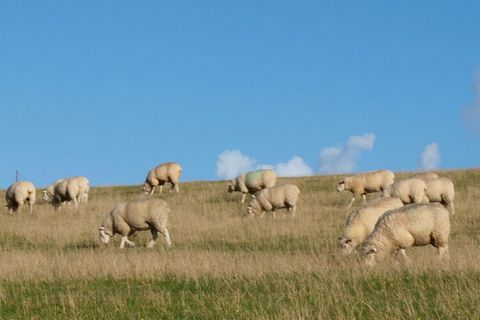 Mieszkanie wakacyjne w Westerhever, Morze Północne: blisko grobli, widok panoramiczny, dwie sypialnie 2x 180/200 łóżko, nowoczesny, kuchnia, zmywarka, ogród, WiFi