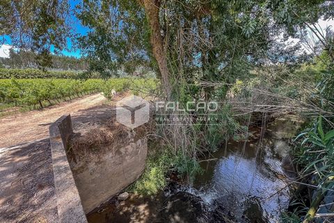 Azienda agricola, terreno (TRATTABILE) con 23.488 ha. che comprende: vigneto di qualità VQPRD iscritto all'Adega Cooperativa do Cartaxo, 13.914 Ha di vigneto, di cui 9,65 Ha. sono attivi e con una produzione media di 110 Ton; Cespugli, querce da sugh...