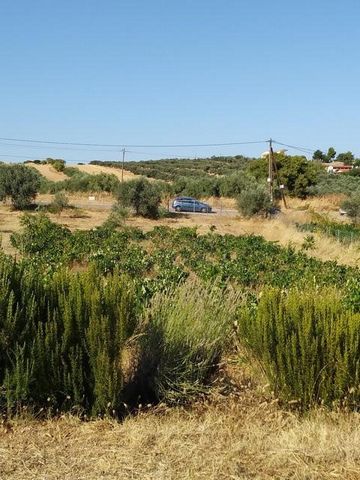 Oropos, East Attica. For sale a plot of 3000 sq.m. which is located within the boundaries of the former community of Sykaminos, in the municipality of Oropos. It is almost rectangular in shape, fully fenced and contains drinking water supply of the m...