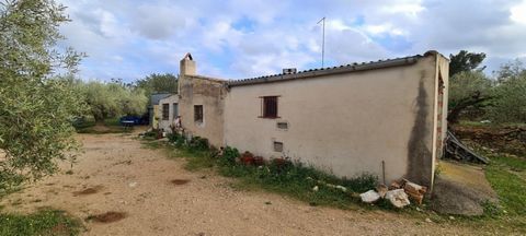 Rural property of 32239 M2 located in the municipality of El Perelló planted with centuriesold olive trees carob trees and delimited by old dry stone banks very fertile land Inside are different agricultural warehouses that add up to a total of 200 M...