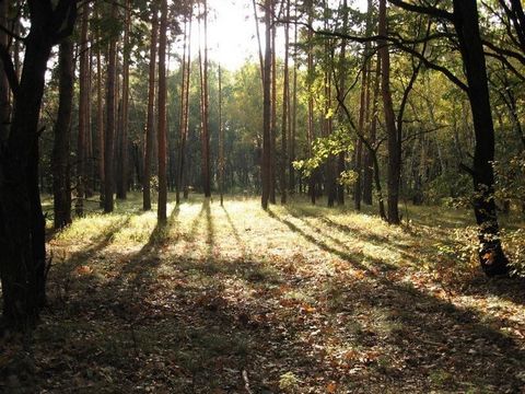 Для тех, кто мечтает об участке в лесу, но вблизи от цивилизации, подойдёт наш! Участок находитсяв деревне Коняшино в живописном сосновом лесу! Соседи кто построился, кто строится. Электричество и газ рядом! Участок ДЛЯ ЛИЧНОГО ПОДСОБНОГО ХОЗЯЙСТВА. ...