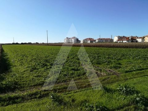 Terreno situado na Praia da Vagueira a escassos minutos do areal. O terreno tem viabilidade de construção em altura ou para construção de moradias. No total esta propriedade tem área de 11.910 m2 e duas frentes, tendo uma frente 43 metros e a outra 4...