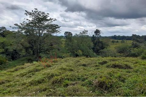 Property of 5.5 acres with a privileged location, in front of route 32 and 2 other secondary streets, with an interesting topography since it has a significant amount of flat and hilly land that can be used for a development with different altitudes ...