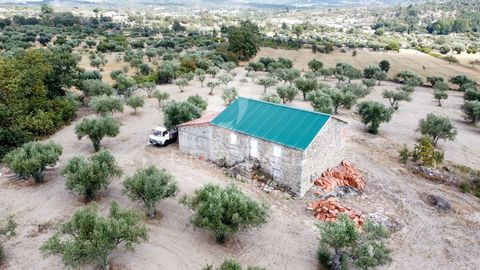Agricultural Farm in Lageosa do Mondego with about 5 Hectares This rural property, covering about 5 hectares, is a treasure in Lageosa do Mondego. Predominantly composed of olive groves and vineyards, The land, flanked by several fruit trees, has a p...