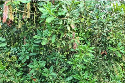 Découvrez le potentiel de cette remarquable ferme de macadamia de 265 HA, nichée dans la charmante vallée de Kaapsehoop Barberton, dotée de précipitations abondantes et de vues panoramiques sur les montagnes. À seulement 25 minutes de route de Nelspr...