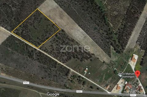 Property ID: ZMPT548018 Land with 2 hectares destined for forest exploration, with good production capacity of eucalyptus and weeds. Located in Marinhais, 500 meters from the EN367 which allows quick trips to the entire territory. Lisbon is about an ...