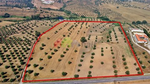Rustic Land in Courela das Figueiras in Lavre The land is next to the national road 114 and with good access, it is composed of traditional olive grove and with a well. It has the possibility of construction of housing up to 500 m2, as well as constr...