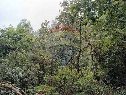 Terreno florestal situado em Candemil, Amarante.                                                                                                                                Terreno destinado à exploração florestal Marque já a sua visita!
