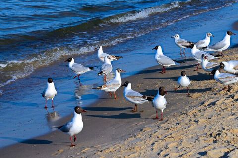 przytulne mieszkanie wakacyjne Abendmond w centralnej lokalizacji, blisko plaży. Posiada dwie sypialnie, nowoczesną łazienkę i taras.