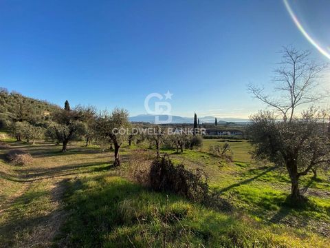 Polpenazze del Garda - Wir bieten landwirtschaftliche Flächen von insgesamt 17.500 m2 zum Verkauf an, gelegen in grüner Panoramalage mit Seeblick. Das Grundstück ist wie folgt aufgeteilt: 5.197 m2 Olivenhain, ideal für den Anbau von Olivenbäumen und ...