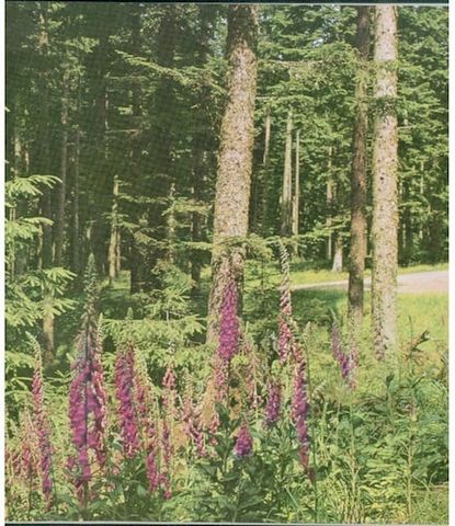 Ons huis ligt op een extreem rustige locatie aan de rand van de plaats, direct aan het bos. U kunt het meer te voet in 5 minuten bereiken en het treinstation in 10 minuten lopen.