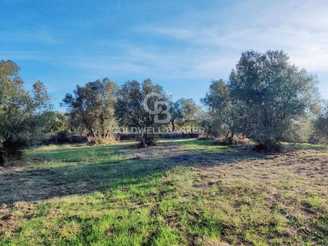 LAZIO - VITERBO - FARNESE AGRICULTURAL LAND WITH OLIVE GROVE Just 500 meters from the Lamone Park, a plot of land with a total area of 11,400 square meters, of which about 9000 square meters are intended for arable use and olive groves and the remain...