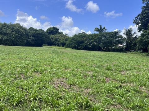 À Morne-À-L'Eau, construire sur ce beau terrain. Cette surface vous offre 4360m2 pour faire construire votre nouvelle villa. Pour en savoir plus, l'agence immobilière AMI IMMOBILIER se tient à votre disposition. Pour connaître le prix de ce terrain, ...