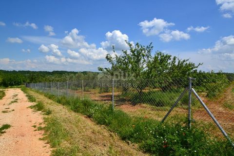 ISTRIA, NOVIGRAD - Rozległy gaj oliwny z 300 drzewami oliwnymi i gospodarstwem rolnym Novigrad, niegdyś spokojna wioska rybacka, stała się z biegiem lat atrakcyjnym kierunkiem dla turystów z całej Europy i świata, z których wielu regularnie powraca. ...