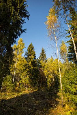 Located in Черемыкино.