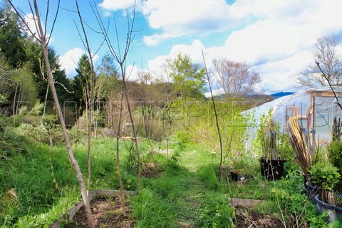 photo no. 11