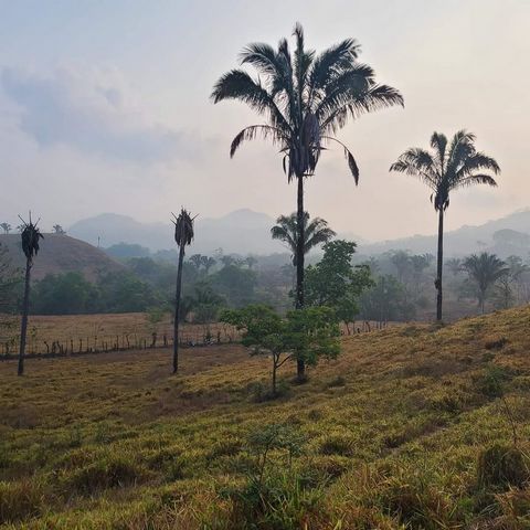 2 propriétés de 5000 m² (1,23 acre) chacune. Situé dans le quartier idéal de Belén de Nosarita. Toute l’année Accès sûr et facile depuis la route goudronnée principale, mais suffisamment loin pour n’entendre que les vaches, les oiseaux et les singes....