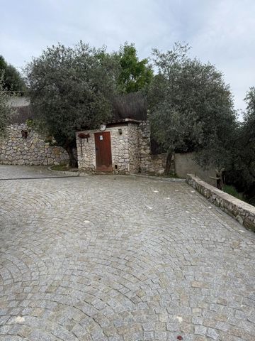 photo no. 11