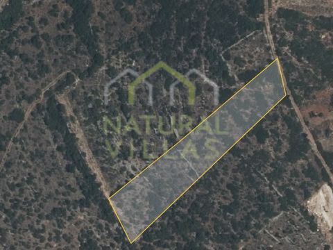 Tranquil Property Investment Opportunity in the Algarve. Explore the serenity and potential of this rustic plot situated in Bemposta, Estoi, in the heart of the Algarve. With a total area of 3,600m2, this property offers a naturally beautiful environ...