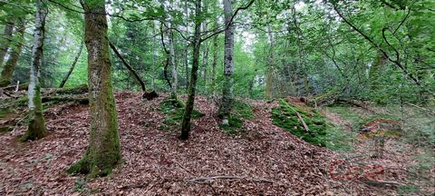 À VENDRE  Terrain boisé à Champagney  Accès facile  10 000 