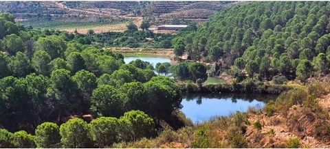 Gelegen in de pittoreske regio Silves, onderscheidt de fantastische Herdade da Dobra zich als een echte agrarische en economische schat. Met zijn eigen dammen zorgt het pand voor een betrouwbare watervoorziening, essentieel voor de grote diversiteit ...