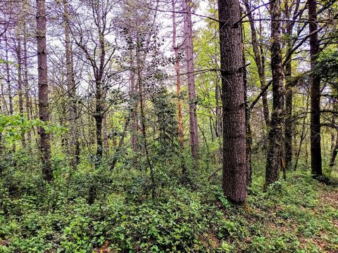 photo no. 16