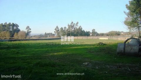 Flat land, all walled, with about 10,000 m2 and 2 wells for agricultural purposes. Located on the outskirts of the city. Area with good access. Ref.:VCM10510 ENTREPORTAS Founded in 2004, the ENTREPORTAS group with more than 15 years, is a leader in r...