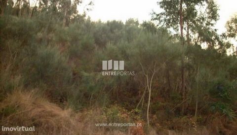Land for sale, Approximate area of 27000 m2 Construction possibility Ref.:MC00528 Saint Leocadia, Baião. FEATURES: Land Area: 27 000 m2 Area: 27 000 m2 Useful Area: 27 000 m2 Energy Efficiency: Exempt ENTREPORTAS Founded in 2004, the ENTREPORTAS grou...