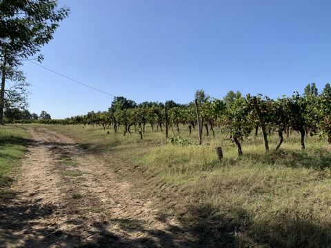 Come and discover this working vineyard of over 100 hectares, including 90 hectares of vines, in the Côte de Duras appellation, which is entirely self-sufficient in terms of both filtration and packaging equipment, including a bottling line equipped ...