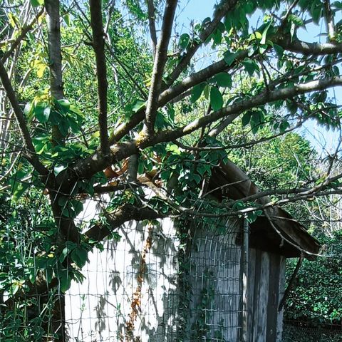 photo no. 10