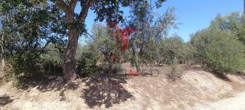 Terreno rústico em Cabeço de Arez. Este terreno é composto por oliveiras , figueiras e alguns sobreiros. Agende a sua visita.