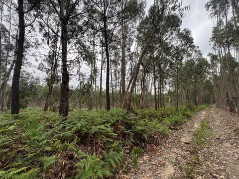 Terreno rústico, com área total de 7.080m2, localizado em Amoreira. Com eucaliptos. Ribeiro próximo. Terreno com frente de cerca de 20 metros e profundidade de 350 metros. Localização: 39°21'32.5