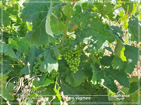 Domaine viticole dexception à Cesseras Minervois