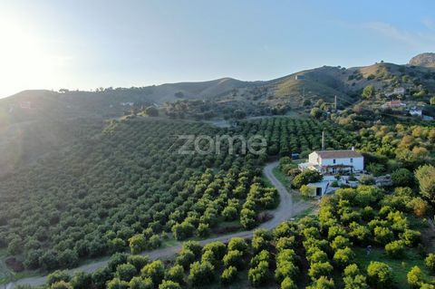Identificação do imóvel: ZMES506503 2 irrigated farms are offered for sale in the area of Partido de Canca Alta in the magnificent town of Álora, (Málaga) Located in the richest and most desired area of the Guadalhorce Valley. The property stands out...