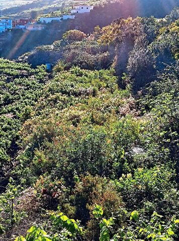 SI TRATTA DI UN'OPPORTUNITÀ UNICA PER ACQUISTARE UN TERRENO AGRICOLO DI 462 M² NELLA PARTE SUPERIORE DI SANTA URSULA. QUESTA TERRA, CON IL SUO TERRENO FERTILE, È PERFETTA PER COLTIVARE UN'AMPIA VARIETÀ DI PRODOTTI, DAGLI ORTAGGI AGLI ALBERI DA FRUTTO...