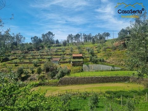 Magnificent farmhouse with 16420 m², perfect for those looking for a refuge in the countryside. Composed of fertile and versatile land with productive olive groves, vineyards and a variety of fruit trees, an inexhaustible spring, three wells with abu...