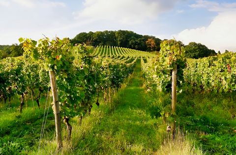 GERS PROPRIETE VITICOLE EN BAS ARMAGNAC 14 HA