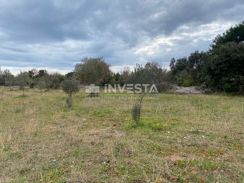 An olive grove of 2400 m2 with old and young olive trees is for sale located in Fažana.    