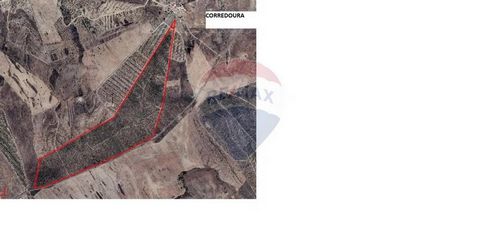 Herdade da Corredoura with 33 Ha, near S. Miguel de Pinheiro (Municipality of Mértola)   Currently planted with Stone Pine, but with a history of rainfed planting Good access by tarmac road, good location With the possibility of a Network Injection P...