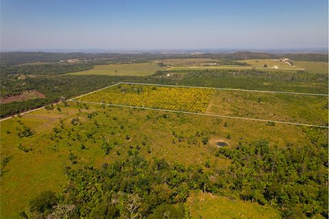 Dit is een uitzonderlijke kans om een stuk grond van 75 hectare te bezitten, op slechts 15 minuten van de George Price Highway, in de buurt van New Holland. Het land wordt goed onderhouden en ontgonnen en wordt momenteel gebruikt voor veeteelt. Het v...